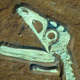 Image for article titled The Most Well-Preserved Dinosaur Skeleton Ever Found in Europe